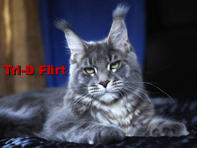 Tri-D Flirt 7 Monate